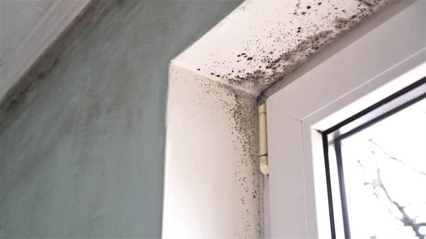 Certified Mold Removal in Slater, MO